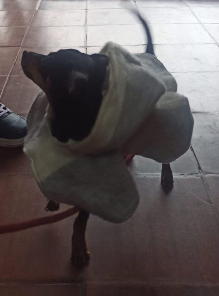 Ruanas para Mascota - Imagen 2